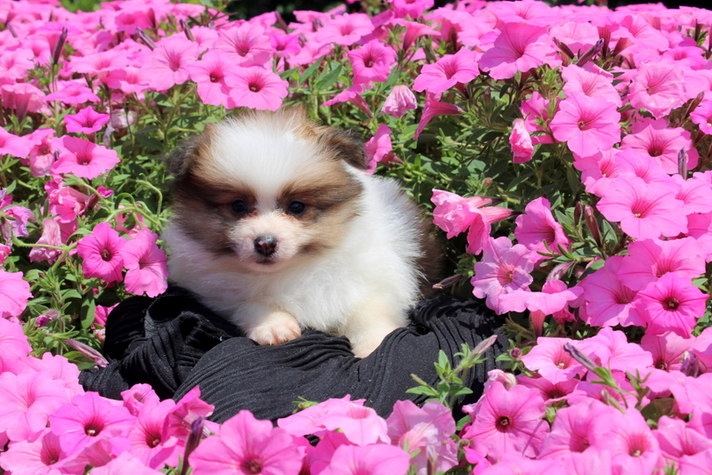 puppy, for, sale, Pomeranian, Matthew B. Stoltzfus, dog, breeder, Gap, PA, dog-breeder, puppy-for-sale, forsale, nearby, find, puppyfind, locator, puppylocator, aca